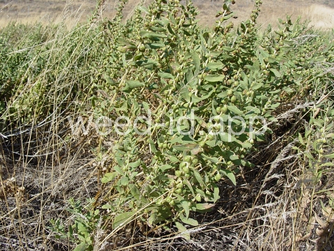 sumpweed, poverty